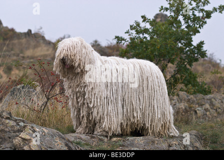 Komondor, Hungarian shepherd dog, standing on a rock Stock Photo