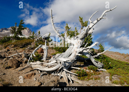 Dead pine tree, south face of Mount Hood volcano, Cascade Range, Oregon, USA Stock Photo
