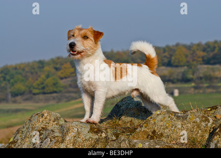 Jack Russell Terrier standing on rocks Stock Photo