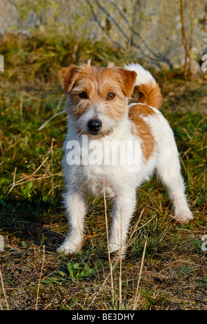 Jack Russell Terrier standing in a meadow Stock Photo