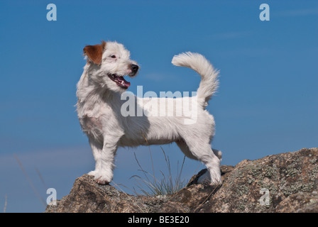 Jack Russell Terrier standing on rocks Stock Photo