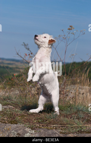 Jack Russell Terrier male standing up on its hind legs Stock Photo