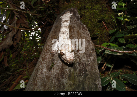 Henkel's Leaf-tailed Gecko (Uroplatus henkeli), Samirano, Northwest Madagascar, Africa Stock Photo