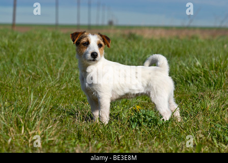 Jack Russell Terrier standing in a meadow Stock Photo