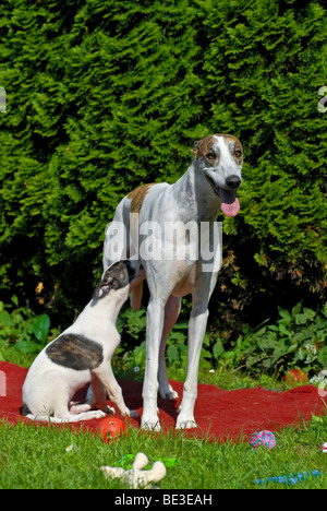 Magyar Agar, Hungarian Greyhound puppy, suckling