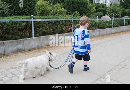 Young boy, 2 years old, walking his dog, West Highland White Terrier, Westie, Germany, Europe Stock Photo