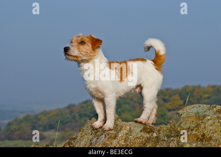 Jack Russell Terrier standing on rocks Stock Photo