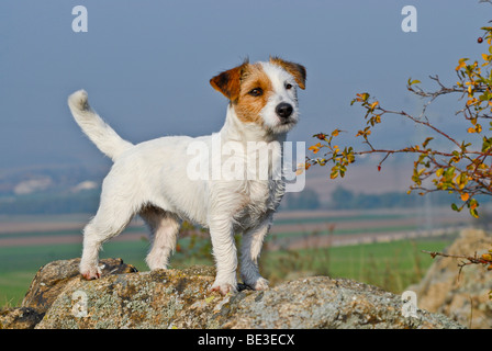 Jack Russell Terrier standing on rocks Stock Photo