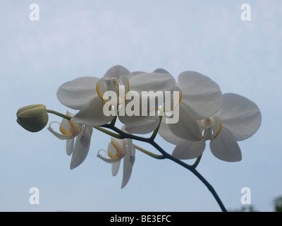 One of the popular flower at Indonesia and become one of Indonesian National Flower Stock Photo