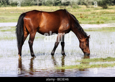 Austrian, brown warmblood horse drinking water on a wet meadow Stock Photo