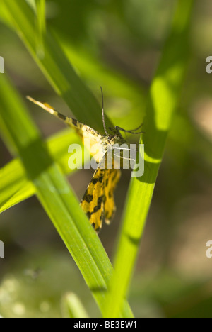 Speckled Yellow Moth (Pseudopanthera macularia). Stock Photo