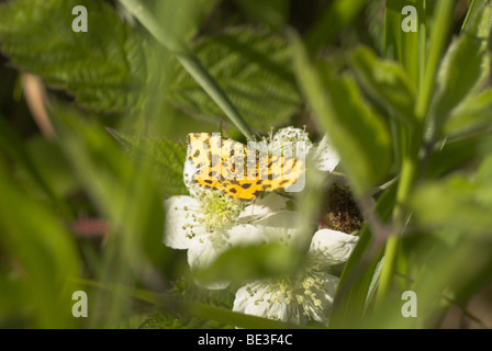 Speckled Yellow Moth (Pseudopanthera macularia). Stock Photo