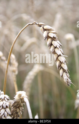 Ears of wheat, close-up Stock Photo - Alamy