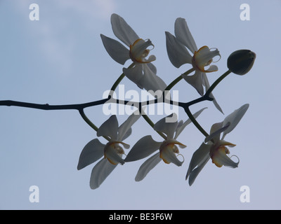 One of the popular flower at Indonesia and become one of Indonesian National Flower Stock Photo