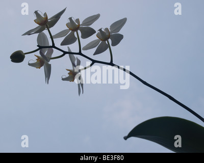 One of the popular flower at Indonesia and become one of Indonesian National Flower Stock Photo