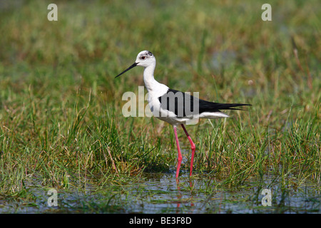 Black-winged Stilt (Himantopus himantopus) standing in shallow water on a lawn Stock Photo