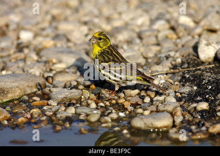 European Serin (Serinus serinus) male, standing at the water's edge Stock Photo