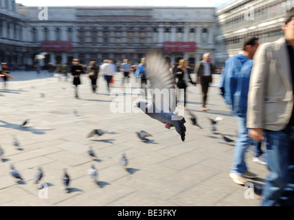 Pigeons on Piazza San Marco Square, Venice, Italy, Europe Stock Photo