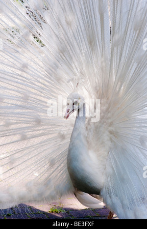 White Peacock (Pavo cristatus mut. Alba), white mutation, courtship display Stock Photo