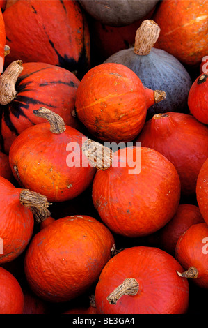 Closeup shot of a lot of pumpkins in a farm at daytime Stock Photo - Alamy