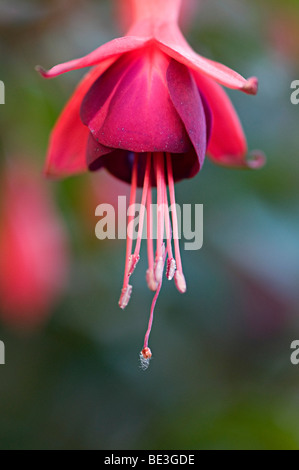 fuchsia red flower hanging in a garden in the uk Stock Photo