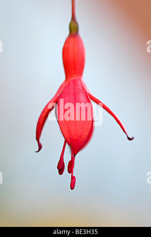 fuchsia red flower hanging in a garden in the uk Stock Photo