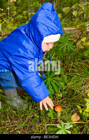 Little child gathers mushrooms, go mushroom-picking in forest. Stock Photo