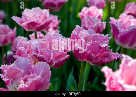 Gefranjerde T Dallas , Keukenhof in springtime, Netherlands Stock Photo