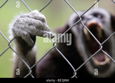 White handed Gibbon (Hylobates lar) in captivity screaming and clinging with its hand to the fence Stock Photo