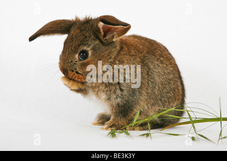 Young pet rabbit cleaning itself Stock Photo