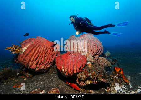 Diver looking at some magnificent Giant barrel sponges (Xestospongia testudinaria), Kuda, Bali, Indonesia, Pacific Ocean Stock Photo
