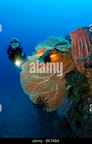 Diver looking at at reef formation with sea fan (Anella mollis) and sponge, coral, Kuda, Bali, Indonesia, Pacific Ocean