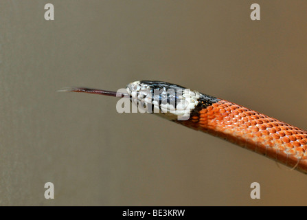 Sinaloe Milksnake (Lampropeltis triangulum Sinaloae), darting its tongue in and out Stock Photo