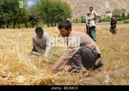Indian men as seasonal harvest labourers, migrant workers, in Ladakhis near the Traktok monastery, Ladakh, India, Himalayas, As Stock Photo