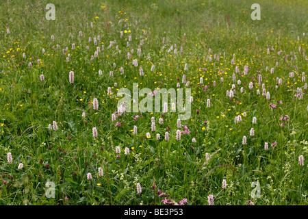Flower meadow with Common Bistort (Polygonum bistorta) Stock Photo