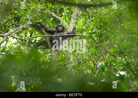 Chimpanzee (Pan troglodytes) in the trees in the Kyambura River Gorge in Queen Elizabeth National Park in western Uganda. Stock Photo