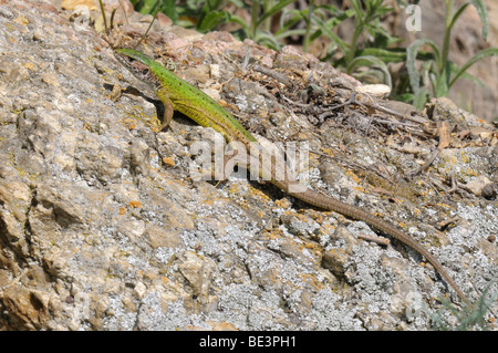 European Green Lizard (Lacerta viridis) Stock Photo