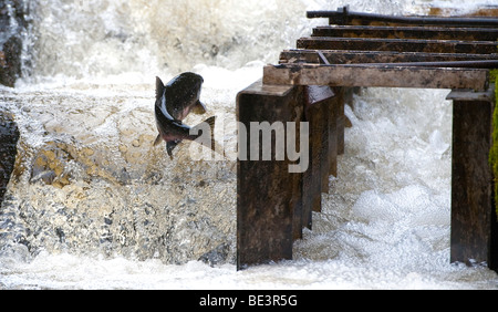 'A Pink Salmon swimming up the fish ladder at Pavlov Creek, Alaska.' Stock Photo