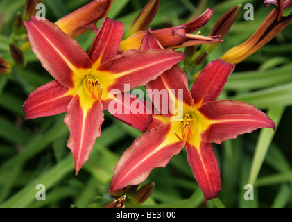 Day Lily 'Stafford' (Hemerocallis fulva), Hemerocallidaceae, Caucasus, China, Japan, Russia Stock Photo