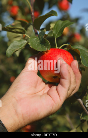 Fruit picker picking a ripe Discovery apple in an orchard, Denmark Stock Photo