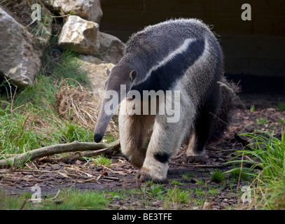 Giant Anteater (myrmecophaga tridactyla)