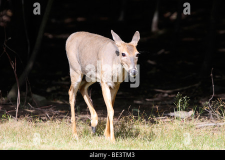 A White-tailed deer fawn walking out of the woods Stock Photo