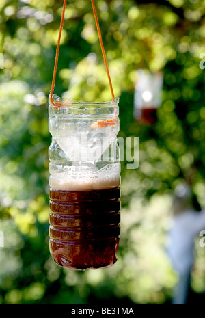 Trap for catching giant Asian hornet in French country garden Stock Photo