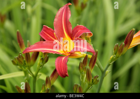 Day Lily 'Stafford' (Hemerocallis fulva), Hemerocallidaceae, Caucasus, China, Japan, Russia Stock Photo