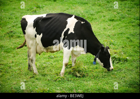 A black and white Friesian dairy cow grazing green grass in a field, England UK Stock Photo