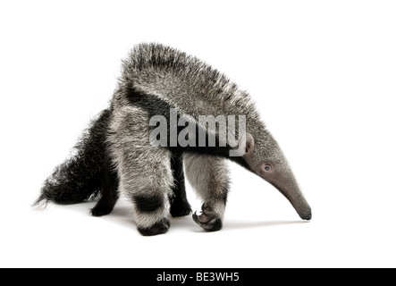 Young Giant Anteater, Myrmecophaga tridactyla, 3 months old, walking in front of white background, studio shot Stock Photo