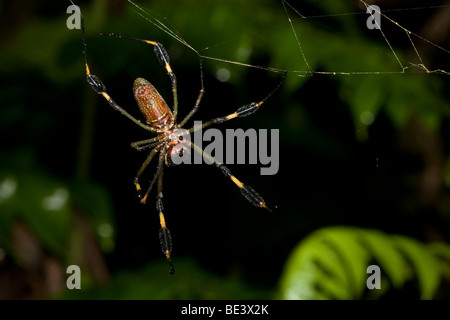 A large female golden orb-weaving spider, family Nephilidae. Photographed in Costa Rica. Stock Photo