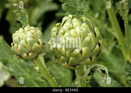 Globe Artichoke, Cynara scolymus, Asteraceae Stock Photo