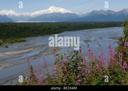 Mt McKinley and the Alaska Range from the south with the Chulitna River and fireweed, Epilobium angustifolium Stock Photo