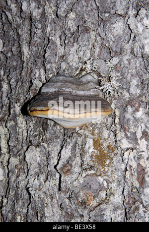 Shelf fungus, Ganoderma sp., feeding parasitically on a living tree. Stock Photo